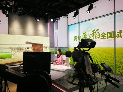 青島海水稻全國試種 山東電視臺齊魯頻道臺網(wǎng)同播